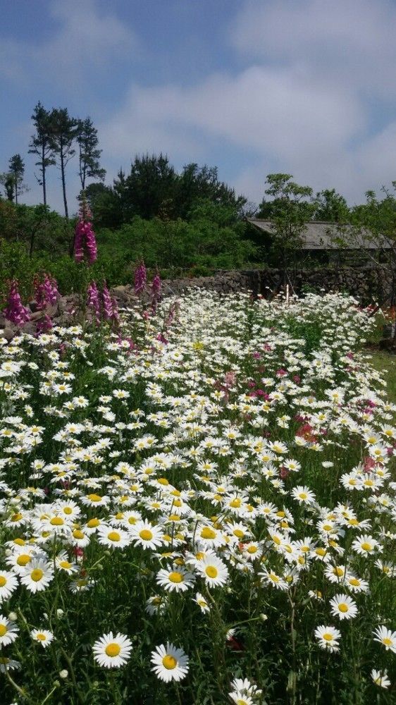 Baghdad House Villa Jeju Luaran gambar